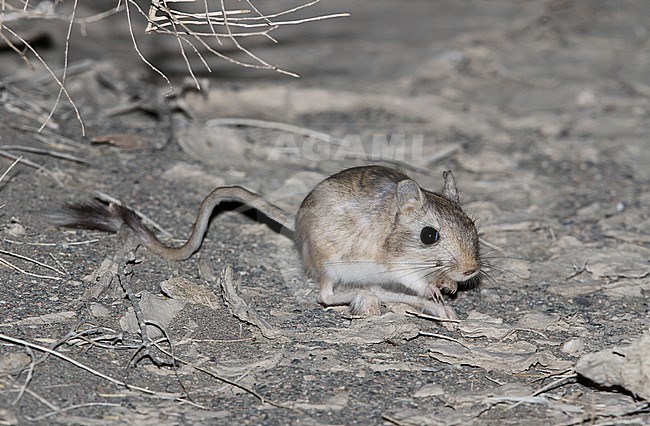 Northern three-toed jerboa (Dipus sagitta) active during the night in a Mongolian Desert stock-image by Agami/James Eaton,