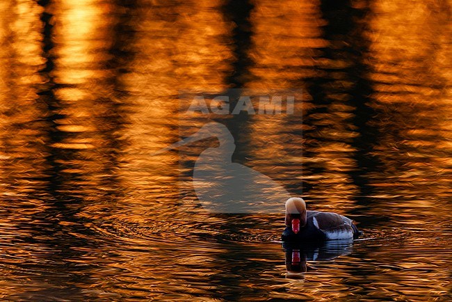 red-crested pochard in Spring stock-image by Agami/Chris van Rijswijk,