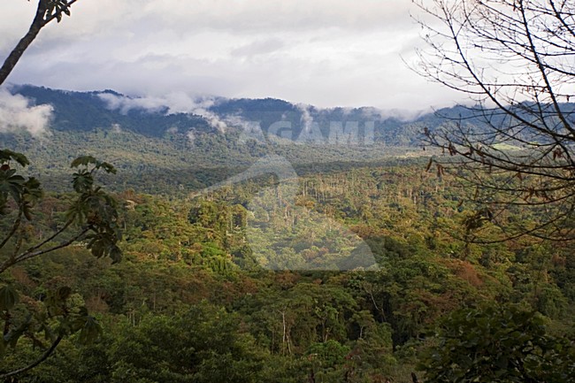 San Isidro West slope Andes Ecuador stock-image by Agami/Marc Guyt,