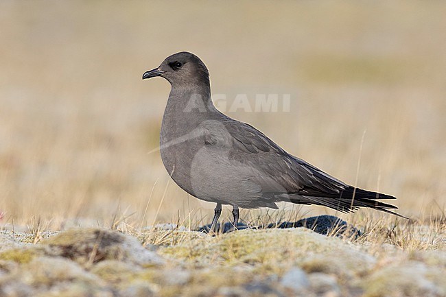 Parasitic Jaeger (Stercorarius parasiticus), side view of a dark morph adult standing on the ground, Southern Region, Iceland stock-image by Agami/Saverio Gatto,