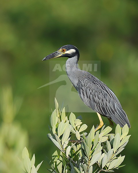 Yellow-crowned Night-Heron (Nyctanassa violacea), adult bird perched on top of a bush against green background stock-image by Agami/Kari Eischer,