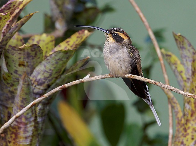 Scale-throated Hermit, Phaethornis eurynome eurynome, perched on a thin twig in Brazilian rain forest stock-image by Agami/Andy & Gill Swash ,