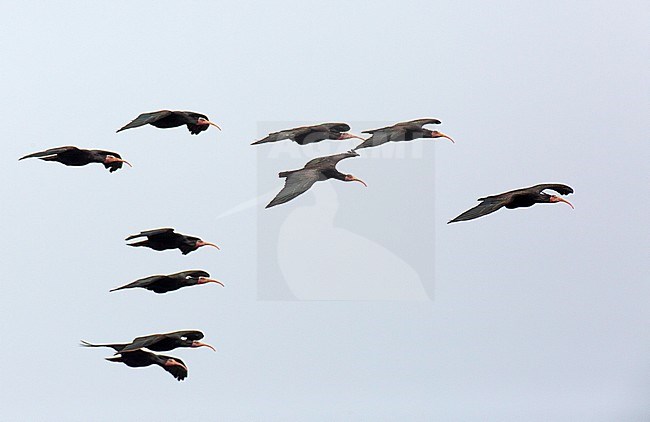 Flock of adult Northern Bald Ibises (Geronticus eremita) flying to breeding colony near Tamri in Morocco. stock-image by Agami/Edwin Winkel,
