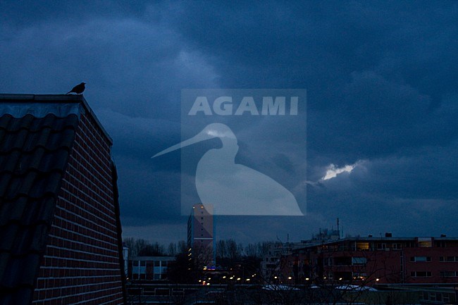 Merel zittend op dak in de avond; European Blackbird perched on roof in evening stock-image by Agami/Menno van Duijn,