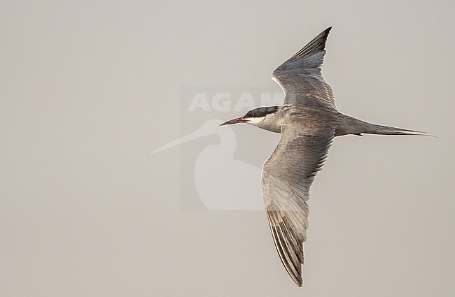 White-cheeked Tern (Sterna repressa) - July 2022 - coastal Saudi Arabia stock-image by Agami/Eduard Sangster,