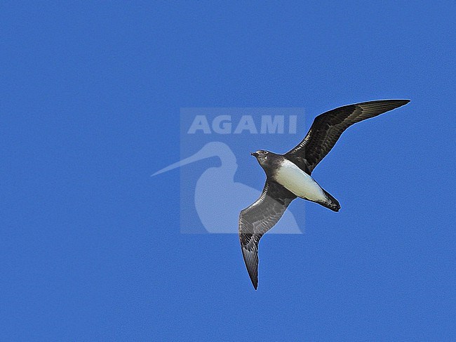 Phoenix petrel (Pterodroma alba) in flight stock-image by Agami/James Eaton,