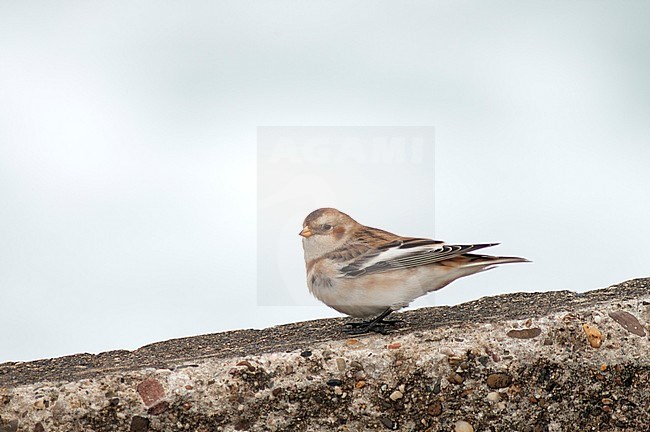 Migrant Snow Bunting (Plectrophenax nivalis) during autumn on the German island Helgoland in the North sea. Perched on a concrete coastal defense wall. stock-image by Agami/Marc Guyt,