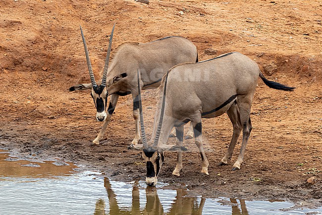 Two Grant's Gazelles (Nanger granti petersii) drinking at a waterhole in Tsavo West NP. stock-image by Agami/David Monticelli,