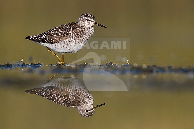 Wood Sandpiper (Tringa glareola) during migration in Italy. Standing in shallow water. stock-image by Agami/Daniele Occhiato,
