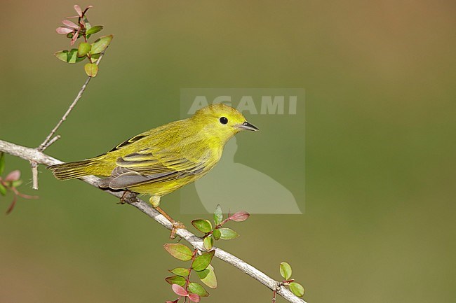 Adult male Yellow Warbler (Setophaga aestiva) during spring migration at Galveston County, Texas, USA. stock-image by Agami/Brian E Small,