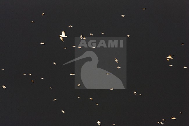 Meeuwen in de vlucht, Gulls in flight stock-image by Agami/Menno van Duijn,