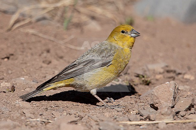 A male Greater Yellow Finch (Sicalis auriventris) at Aconcagua, Argentina. stock-image by Agami/Tom Friedel,