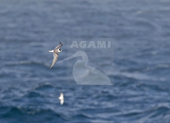 Wintering immature Arctic tern (Sterna paradisaea) at sea between Argentina and South Georgia. stock-image by Agami/Pete Morris,