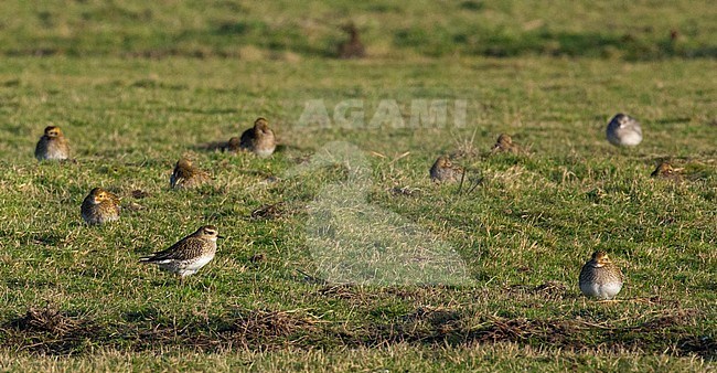 Adult winter European Golden Plovers (Pluvialis apricaria) standing on a meadow in mid winter on Terschelling, Netherlands. stock-image by Agami/Edwin Winkel,