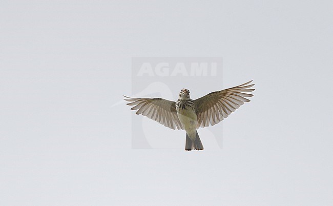 Thekla's Lark (Galerida theklae) in songflight at Extremadura, Spain stock-image by Agami/Helge Sorensen,