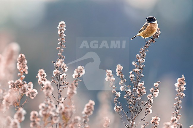 European Stonechat (Saxicola rubicola) in Italy. stock-image by Agami/Daniele Occhiato,