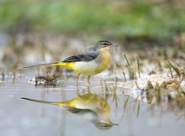 Grey Wagtail (Motacilla cinerea) perched in the water with reflection stock-image by Agami/Roy de Haas,
