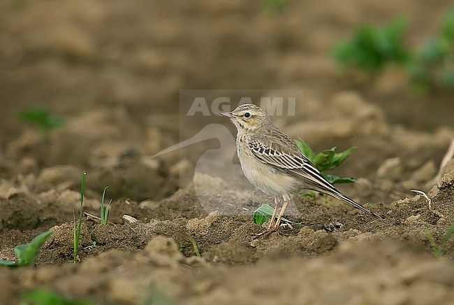 Immature Tawny Pipit (Anthus campestris) in the Netherlands. stock-image by Agami/Kris de Rouck,