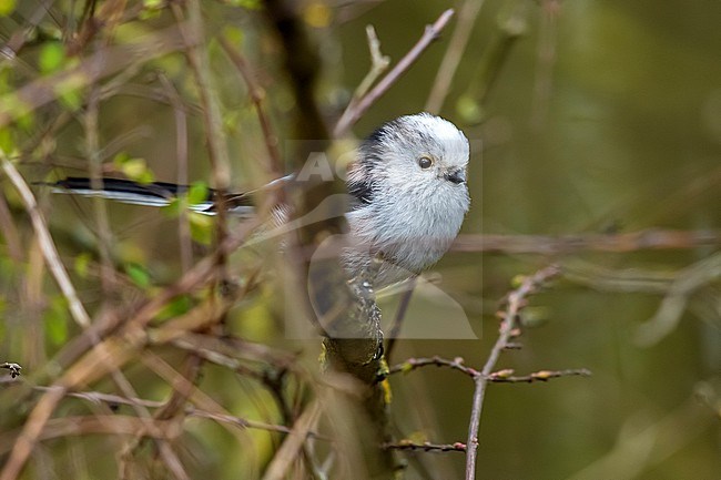 Long-tailed Tit  (Aegithalos caudatus europaeus) with whitish head perched on a bush in Neder-over-Hembeek, Brussels, Brabant, Belgium. stock-image by Agami/Vincent Legrand,