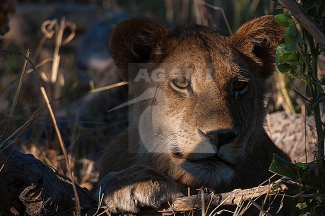 Close up portrait of a resting lion, Panthera leo. Khwai Concession Area, Okavango Delta, Botswana. stock-image by Agami/Sergio Pitamitz,