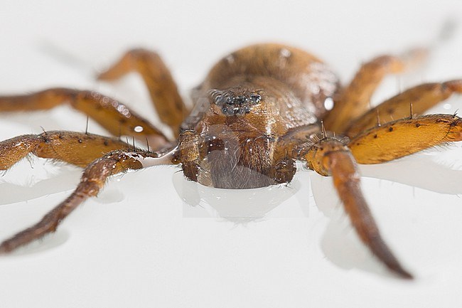 Fen Raft Spider, Dolomedes plantarius stock-image by Agami/Theo Douma,