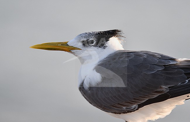 Greater crested tern, Thalasseus bergii, along the coast in Oman. stock-image by Agami/Laurens Steijn,