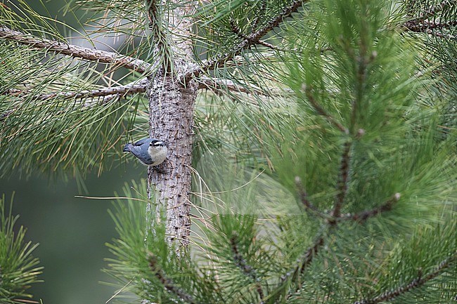 Corsican Nuthatch - Korsenkleiber - Sitta whiteheadi, France (Corsica), adult, male stock-image by Agami/Ralph Martin,