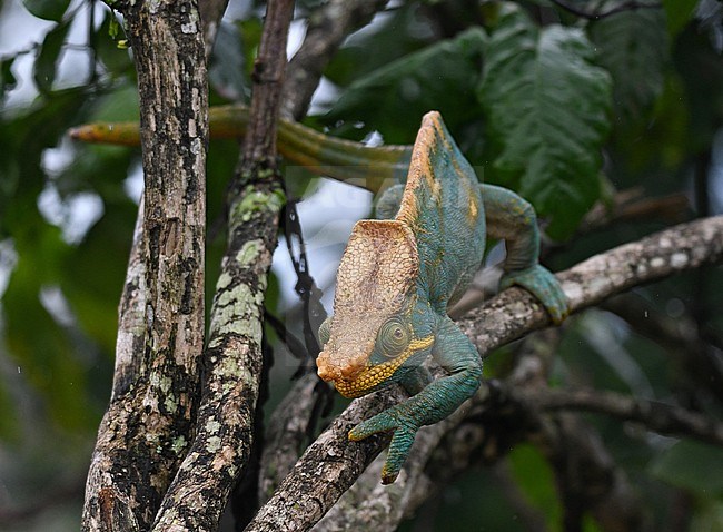 The Parson's Chameleon is one of the biggest chameleon of the world. It reaches up to 68 cm (27 in). It is endemic to Madagascar, where it lives in the rain forest in the east of the country. stock-image by Agami/Eduard Sangster,