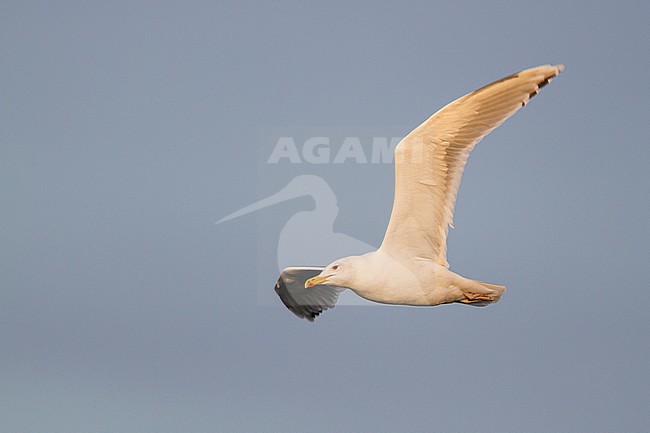 Caspian Gull - Steppenmöwe - Larus cachinnans, Austria, adult stock-image by Agami/Ralph Martin,