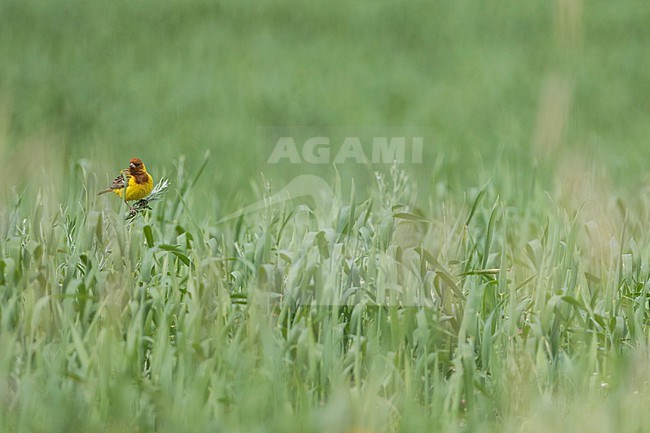 Red-headed Bunting - Braunkopfammer - Emberiza bruniceps, Tajikistan, adult male stock-image by Agami/Ralph Martin,