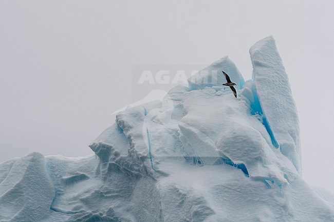 Detail of an iceberg at Austfonna ice cap. Nordaustlandet, Svalbard, Norway stock-image by Agami/Sergio Pitamitz,