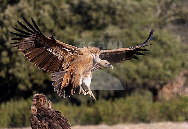 Griffon Vulture (Gyps fulvus) in the Extremadura in Spain. stock-image by Agami/Marc Guyt,