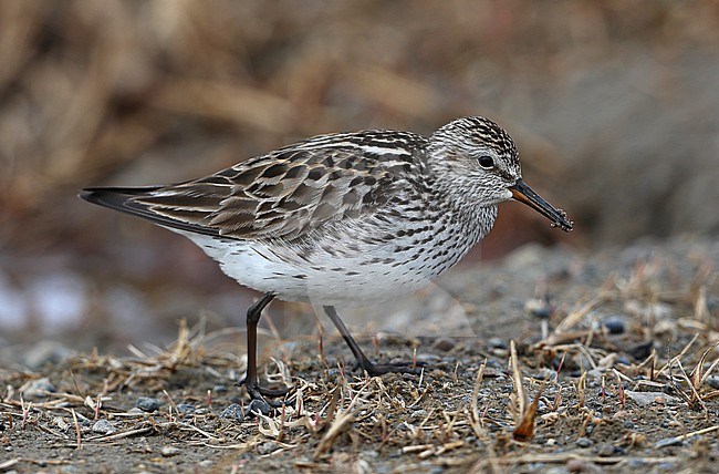 White-rumped Sandpiper(Calidris fuscicollis) taken the 12/06/2022 at Barrow - Alaska - USA stock-image by Agami/Aurélien Audevard,