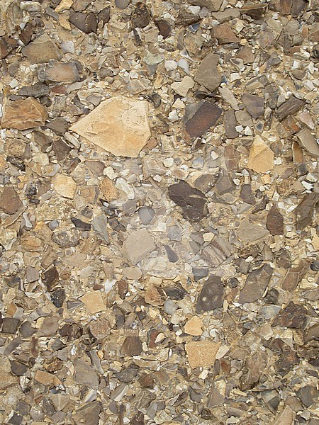 Dry desert ground covered with little rocks, in the southern Negev desert in Israel. Evenly spaced rocks with same colored sand. stock-image by Agami/Marc Guyt,