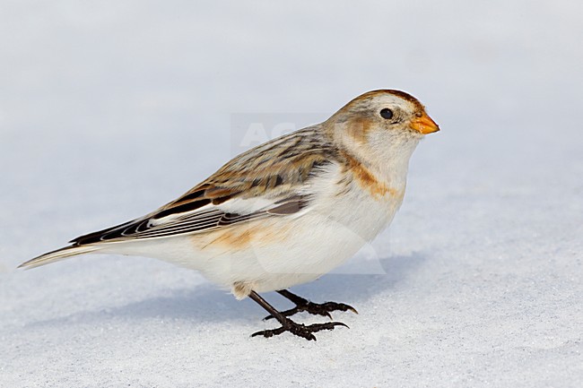 Zigolo delle nevi; Snow Bunting; Plectrophenax nivalis stock-image by Agami/Daniele Occhiato,
