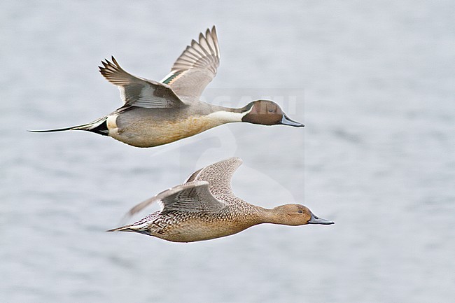 Northern Pintail (Anas acuta) flying in Victoria, BC, Canada. stock-image by Agami/Glenn Bartley,