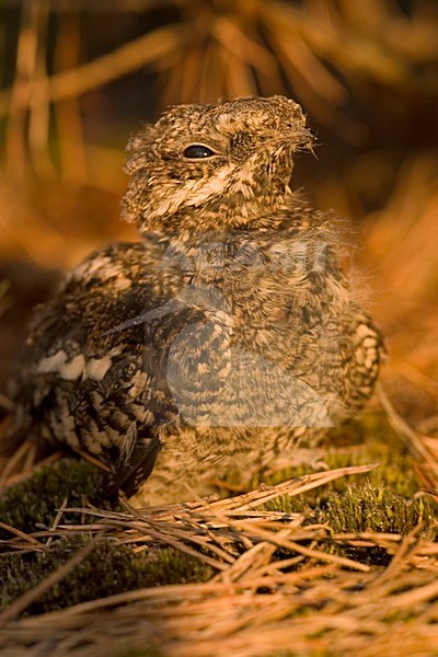 Nachtzwaluw pul staand; European nightjar juvenile standing stock-image by Agami/Harvey van Diek,