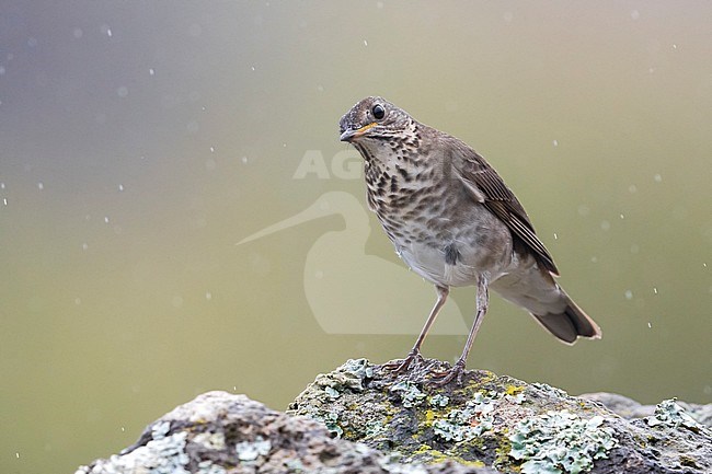 Grijswangdwerglijster, Grey-cheeked Thrush; Catharus minimus stock-image by Agami/Daniele Occhiato,