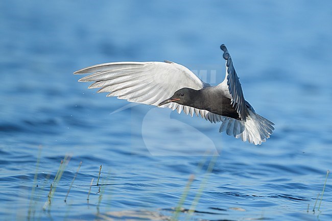 Adult breeding
Kidder Co., ND
June 2020 stock-image by Agami/Brian E Small,