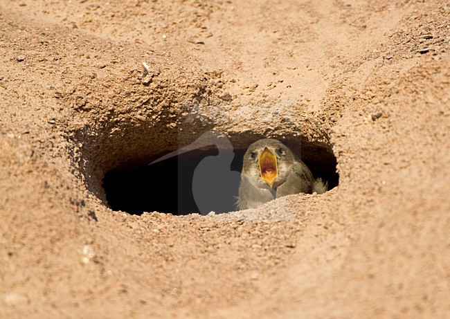 Oeverzwaluw bij nesthol; Sand Martin at nest opening stock-image by Agami/Jari Peltomäki,