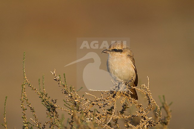 Isabelline Shrike - Isabellwürger - Lanius isabellinus ssp. isabellinus, Oman, adult male stock-image by Agami/Ralph Martin,