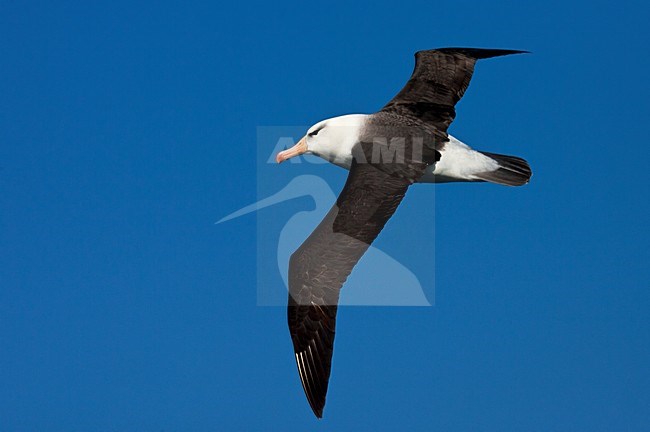 Wenkbrauwalbatros volwassen vliegend; Black-browed Albatross adult flying stock-image by Agami/Marc Guyt,