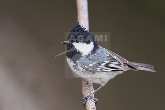 Coal Tit - Tannenmeise - Parus ater ssp. ater, Germany, 2nd cy stock-image by Agami/Ralph Martin,