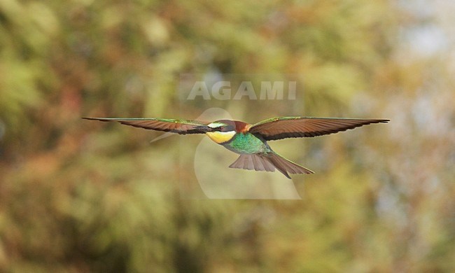 Bijeneter in de vlucht; European Bee-eater in flight stock-image by Agami/Markus Varesvuo,
