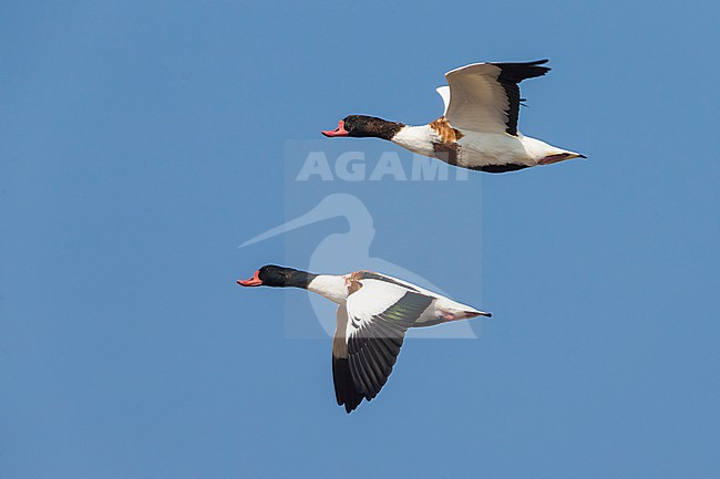 Bergeenden in vlucht; Common Shelducks in flight stock-image by Agami/Daniele Occhiato,