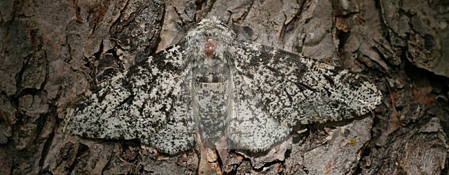 Peppered Moth on tree trunk Austria, Peper en zoutvlinder op stam Oostenrijk stock-image by Agami/Bas Haasnoot,