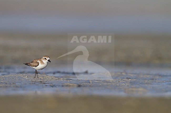 Woestijnplevier, Greater Sand-Plover stock-image by Agami/Ralph Martin,
