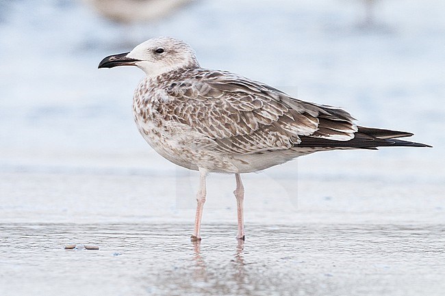 Pontische Meeuw, Caspian Gull, Larus cachinnans first winter side stock-image by Agami/Menno van Duijn,