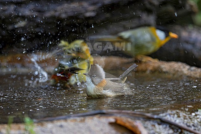 An adult Whiskered Yuhina (Yuhina flavicollis ssp. rouxi) is bathing in a small pond. In the background are Silver-eared Mesias (Leiothrix argentauris) stock-image by Agami/Mathias Putze,