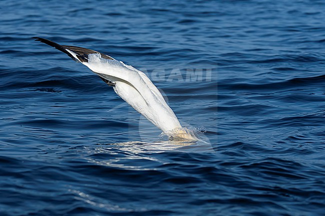 Northern Gannet (Morus bassanus) hunting for fish. stock-image by Agami/Marcel Burkhardt,
